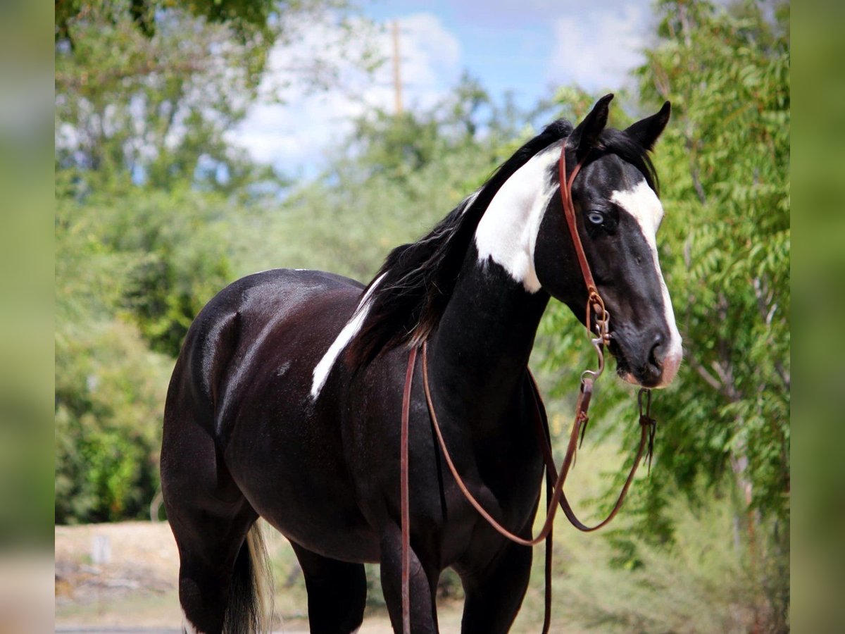 Paint Horse Caballo castrado 5 años 152 cm Castaño in Los Angeles