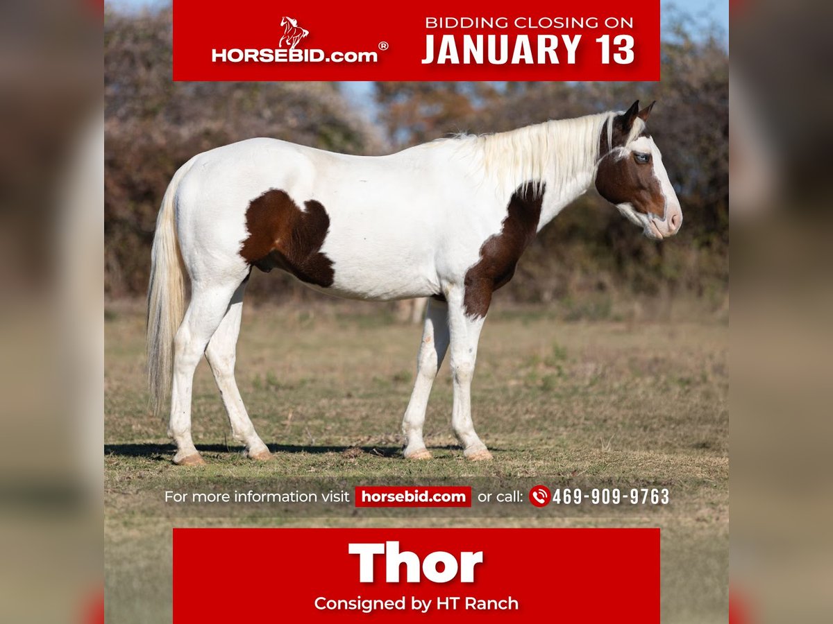 Paint Horse Caballo castrado 5 años 152 cm Tobiano-todas las-capas in Poolville, TX