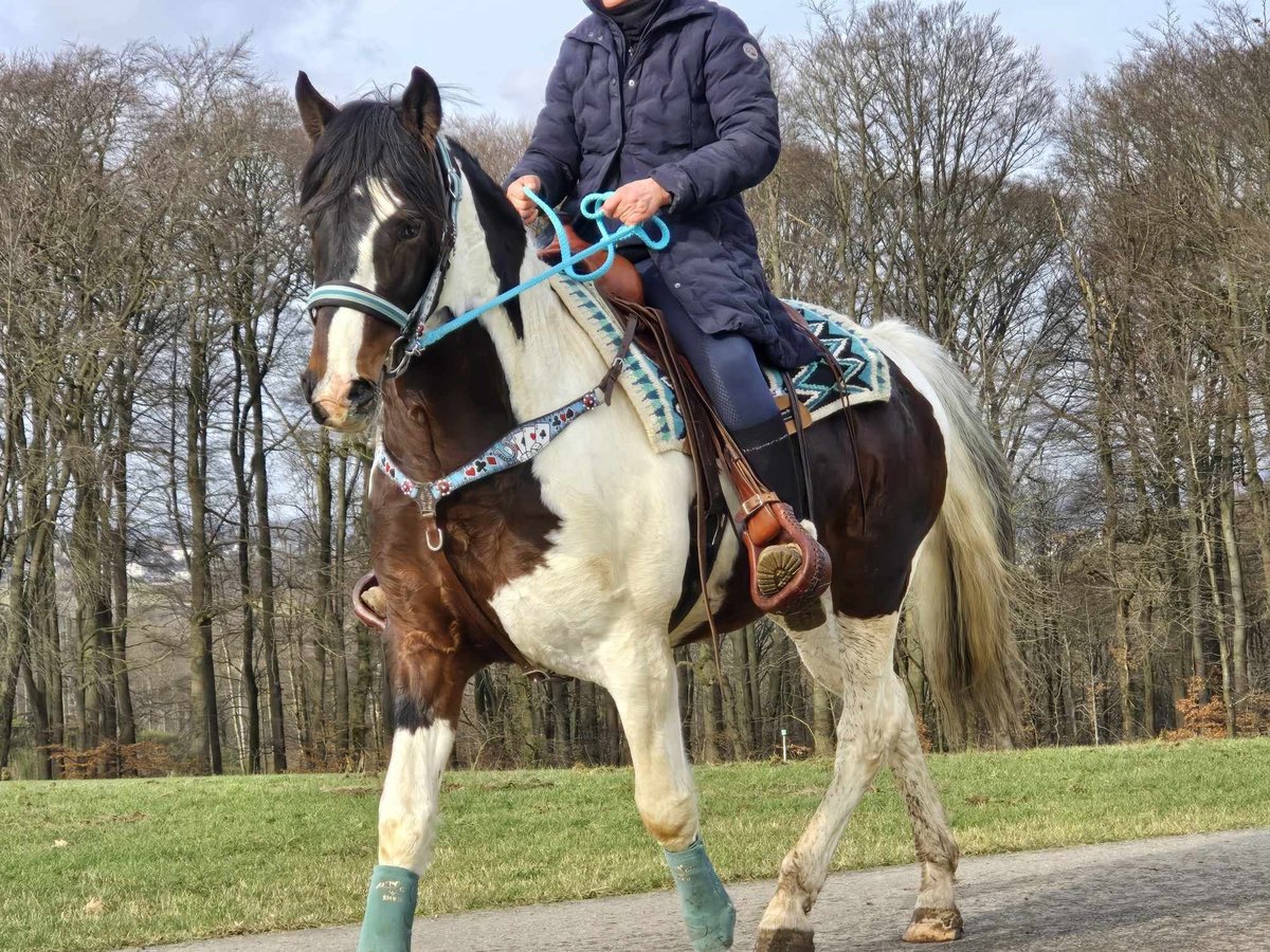 Paint Horse Caballo castrado 5 años 156 cm Pío in Linkenbach