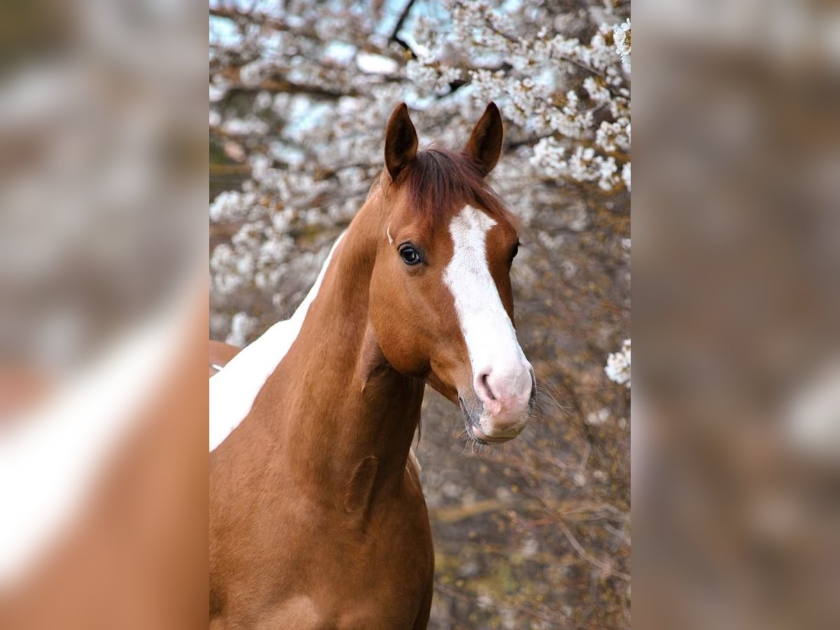Paint Horse Caballo castrado 6 años 140 cm Tobiano-todas las-capas in Rottenburg am Neckar