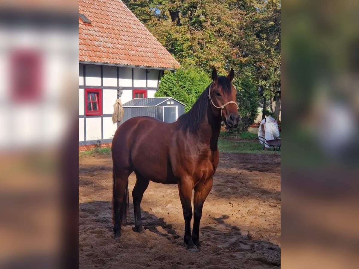 Paint Horse Caballo castrado 6 años 150 cm Castaño in Neustadt dosse