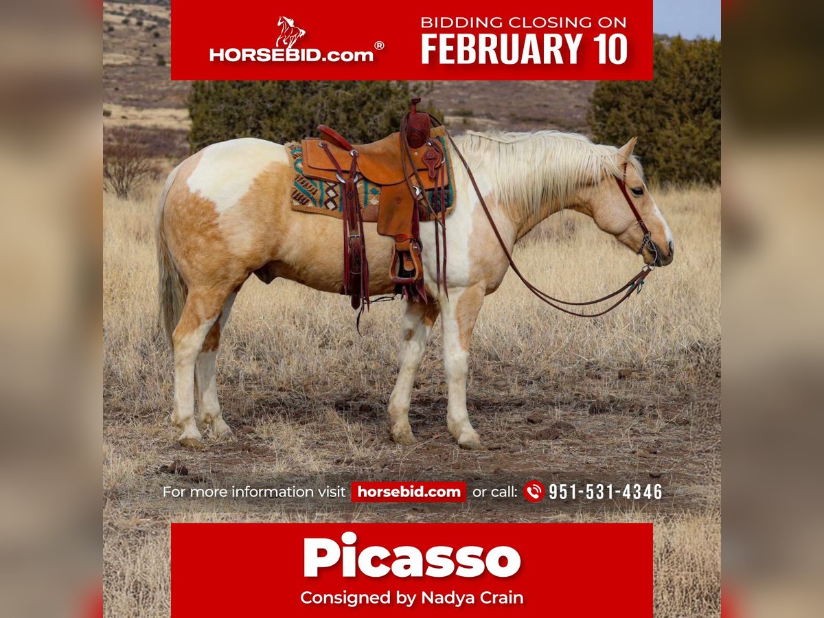 Paint Horse Mestizo Caballo castrado 6 años 152 cm in Camp Verde, AZ