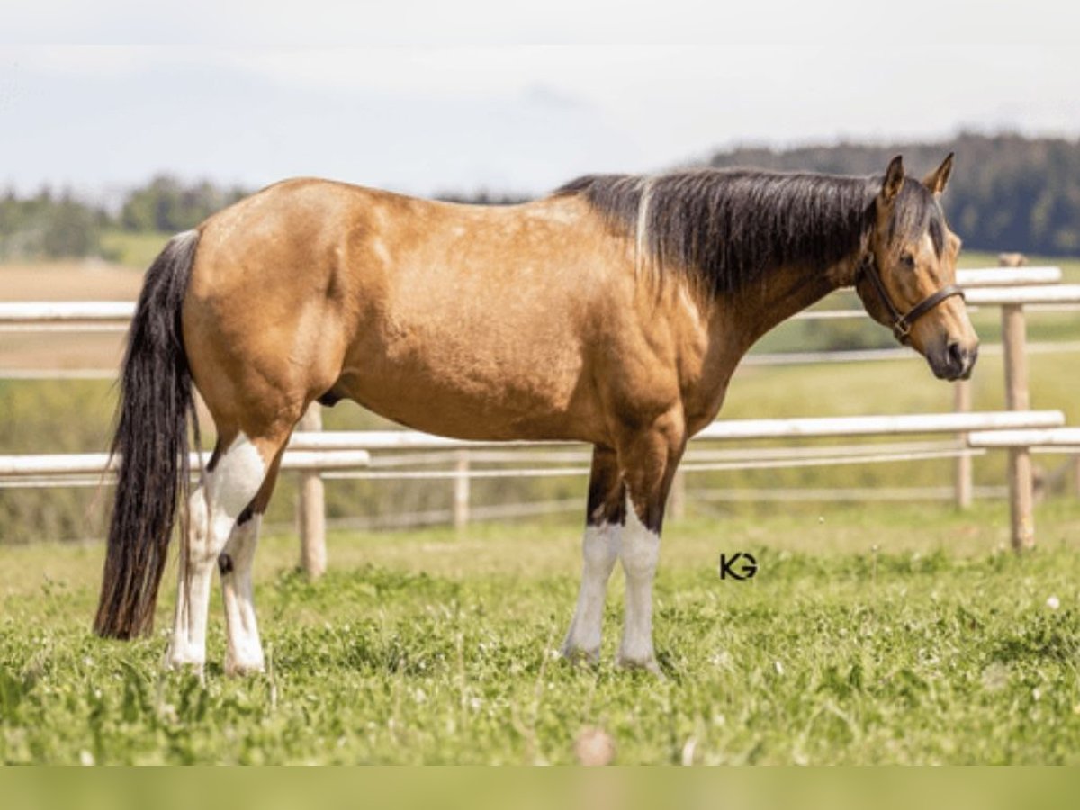 Paint Horse Caballo castrado 6 años 153 cm Tobiano-todas las-capas in Freystadt