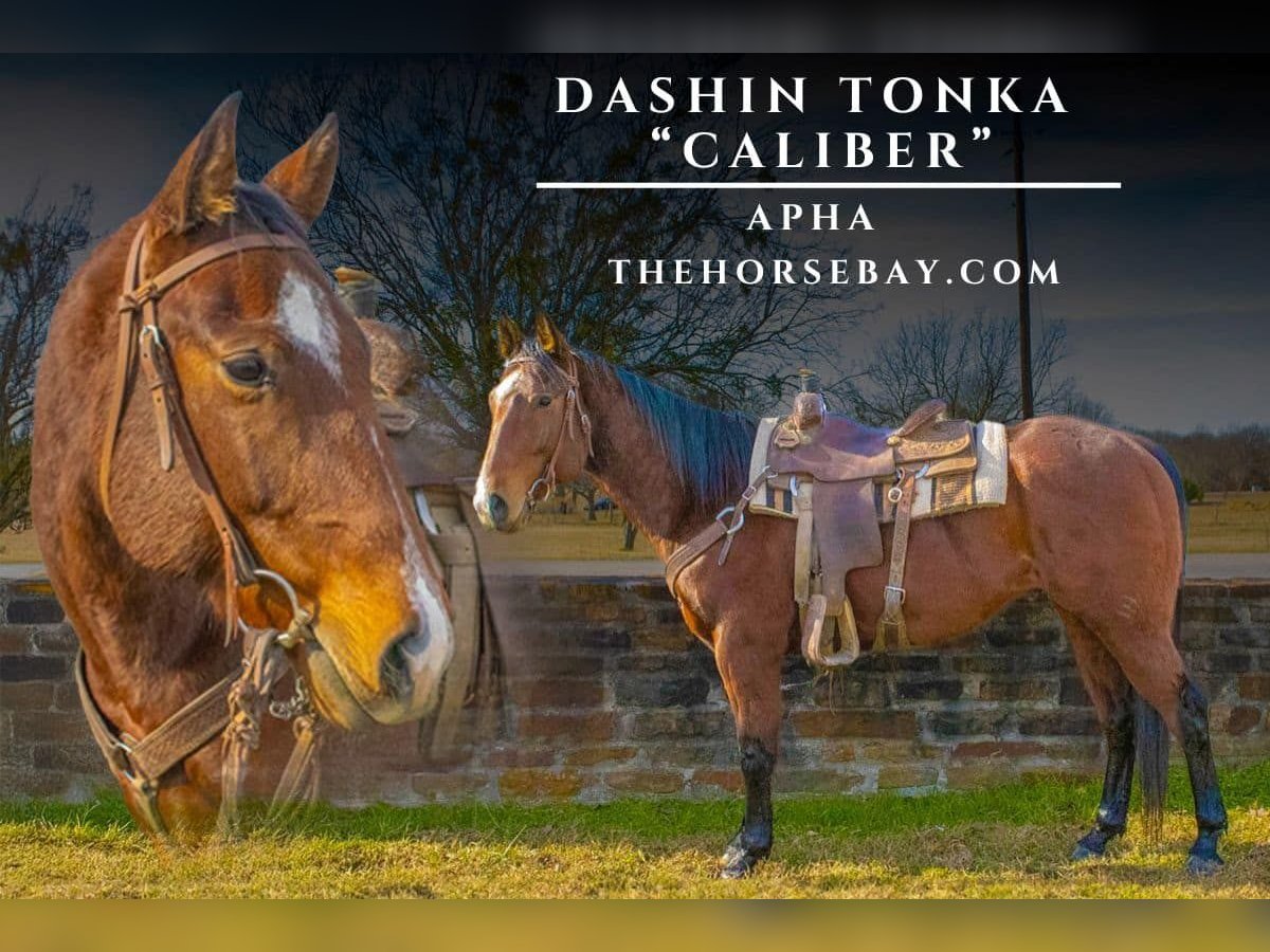 Paint Horse Caballo castrado 6 años 155 cm Castaño rojizo in Mckinney, TX