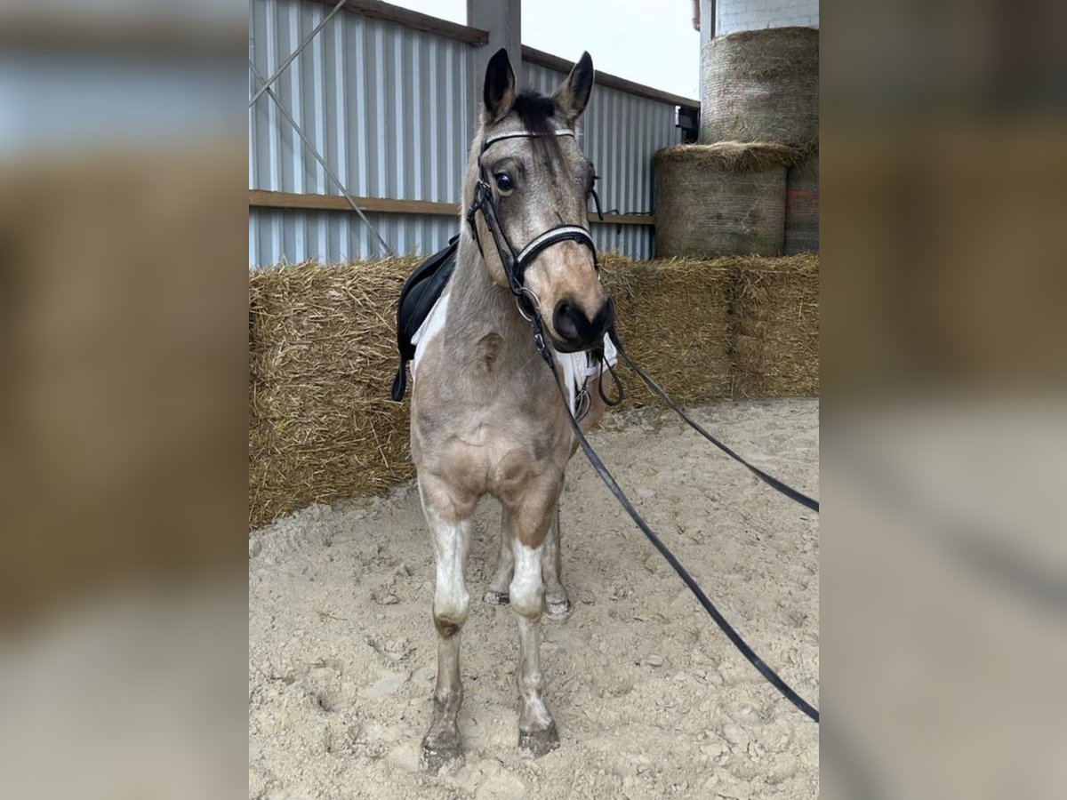 Paint Horse Caballo castrado 6 años 155 cm Pío in Wittlich