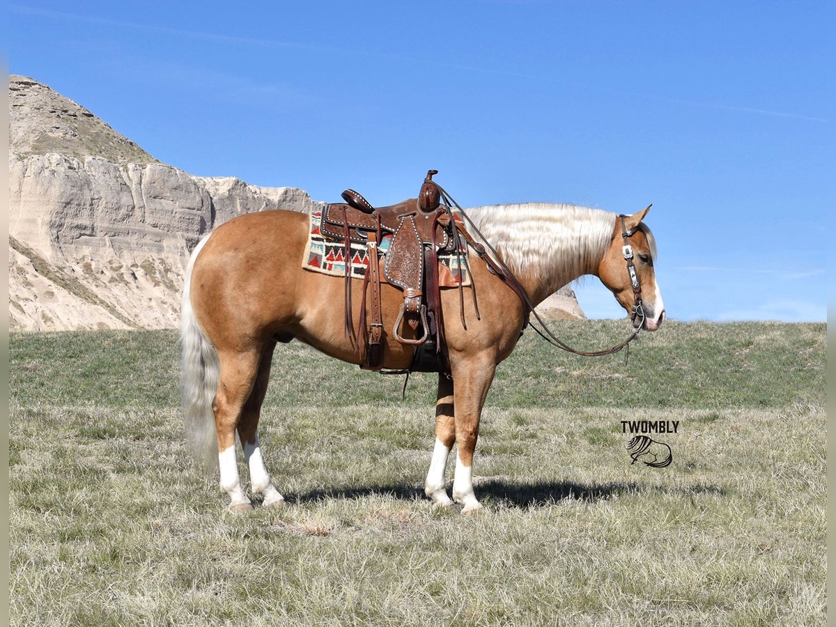 Paint Horse Caballo castrado 6 años 157 cm Palomino in Bayard, Nebraska