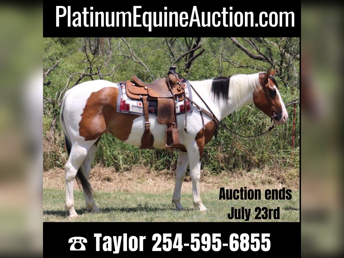 Paint Horse Caballo castrado 6 años 157 cm Tobiano-todas las-capas in Eastland TX