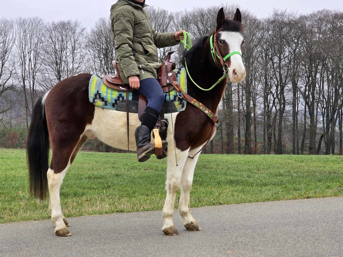 Paint Horse Mestizo Caballo castrado 7 años 142 cm Pío in Linkenbach