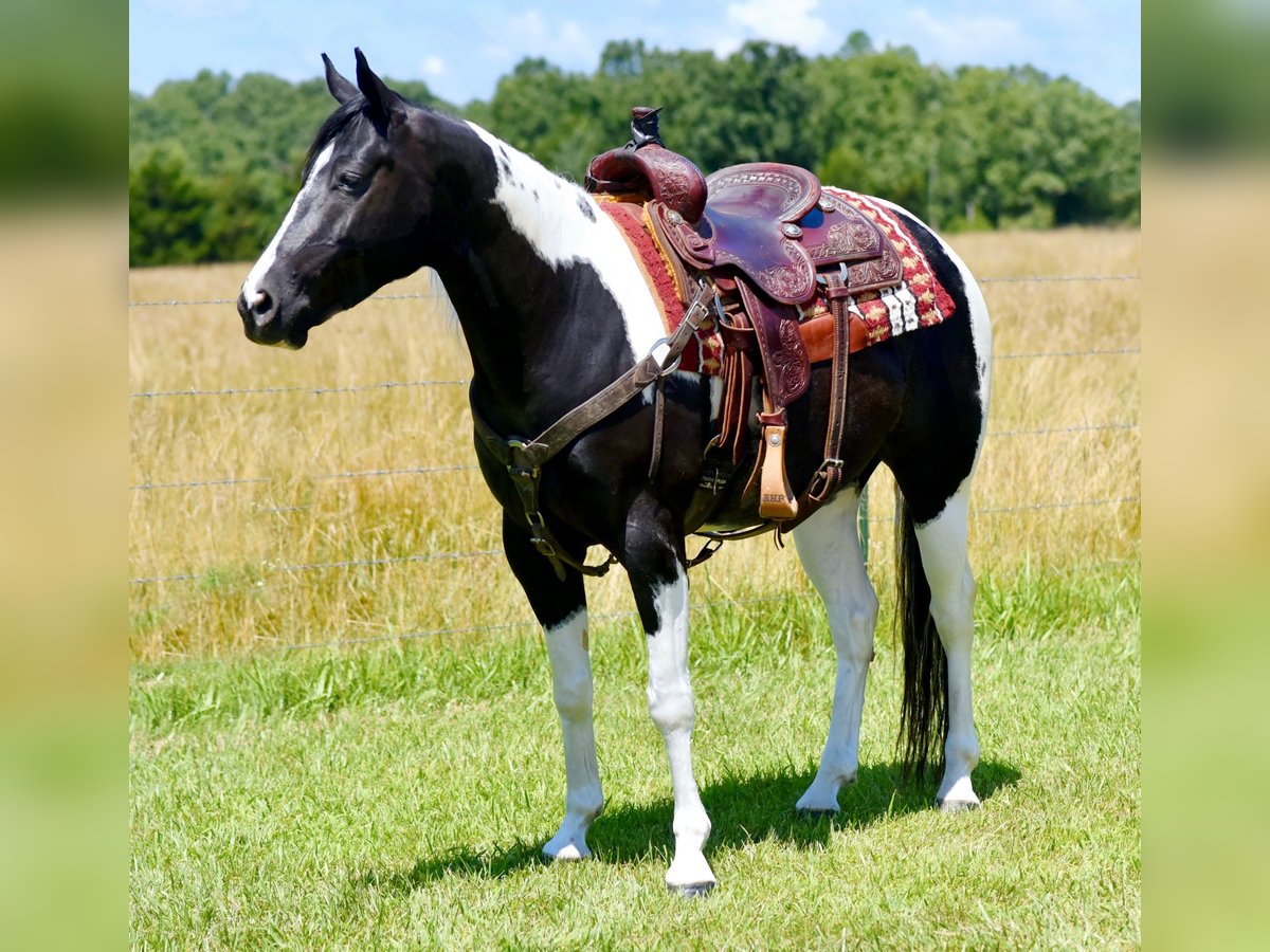 Paint Horse Caballo castrado 7 años 152 cm Negro in Pleasant Hope, Mo.