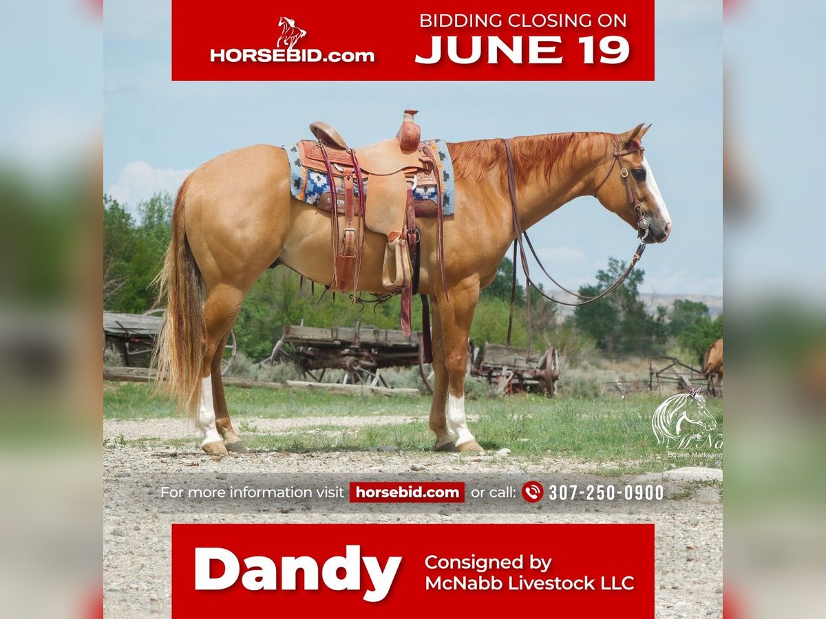 Paint Horse Caballo castrado 7 años 152 cm Red Dun/Cervuno in Cody, WY