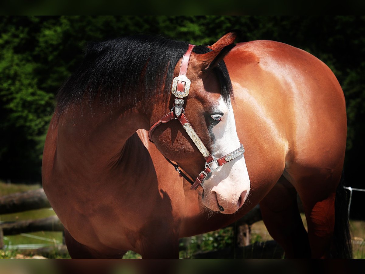 Paint Horse Caballo castrado 8 años 150 cm Castaño in Windeck