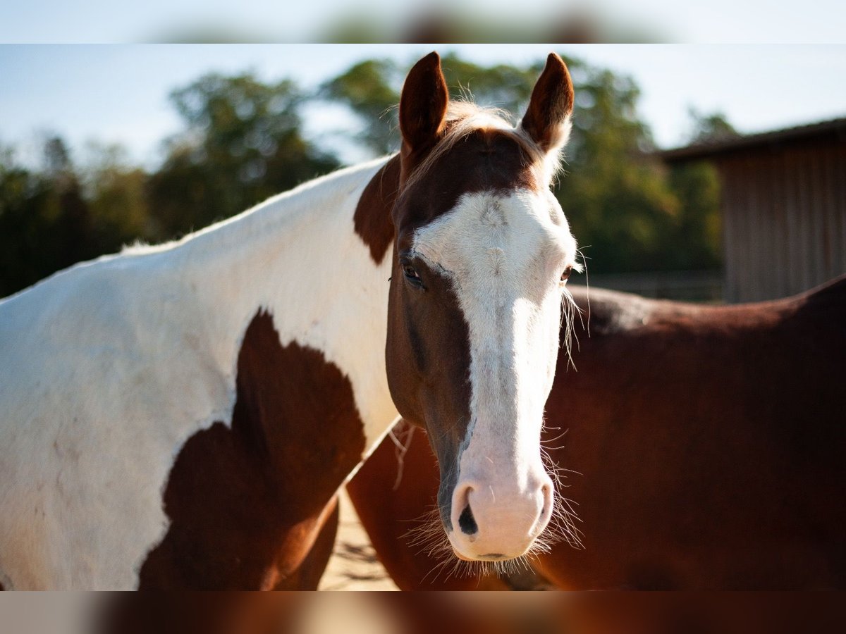 Paint Horse Caballo castrado 8 años 155 cm Tobiano-todas las-capas in Seckach