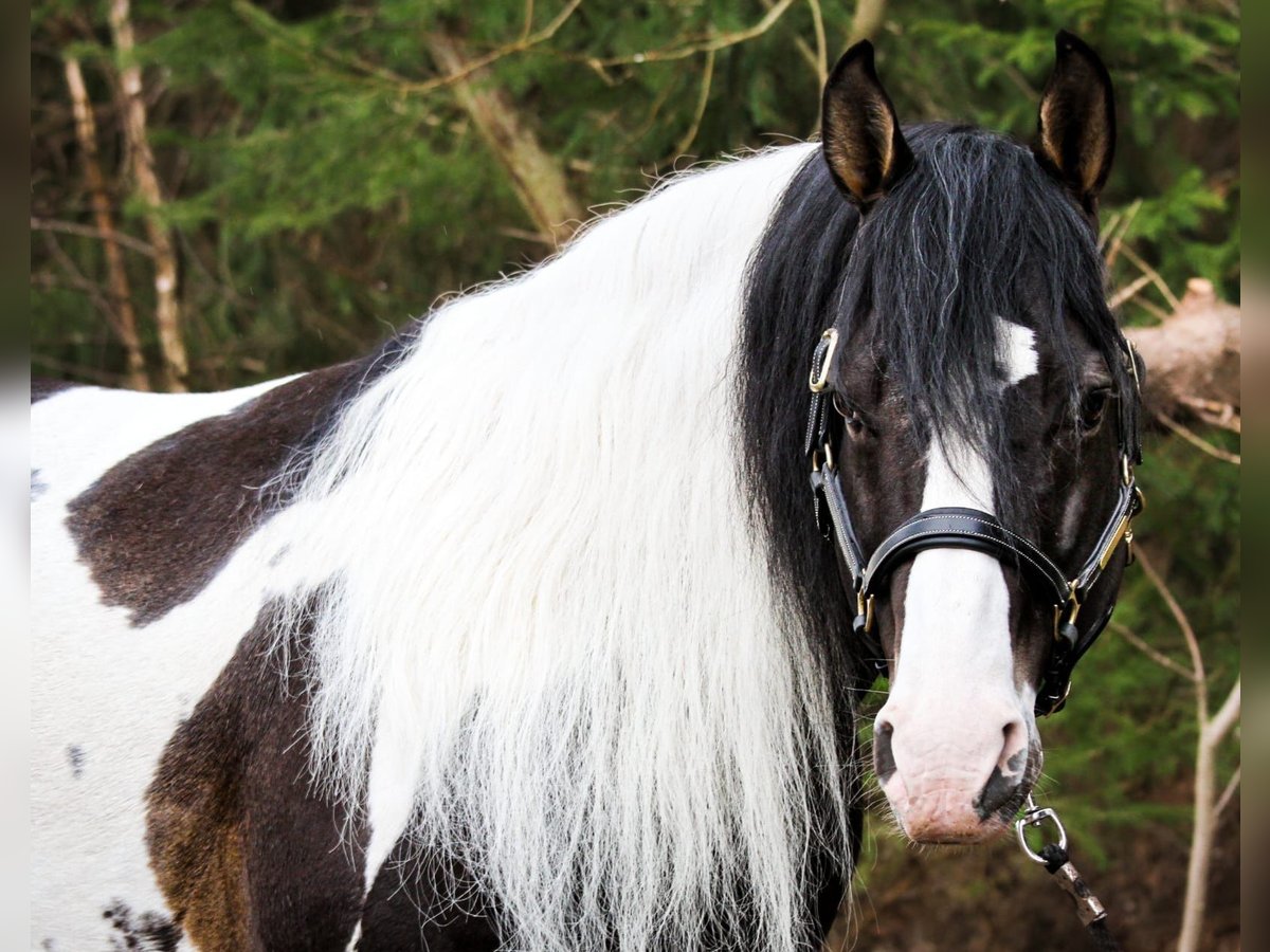 Paint Horse Caballo castrado 8 años 158 cm in Bad Kötzting