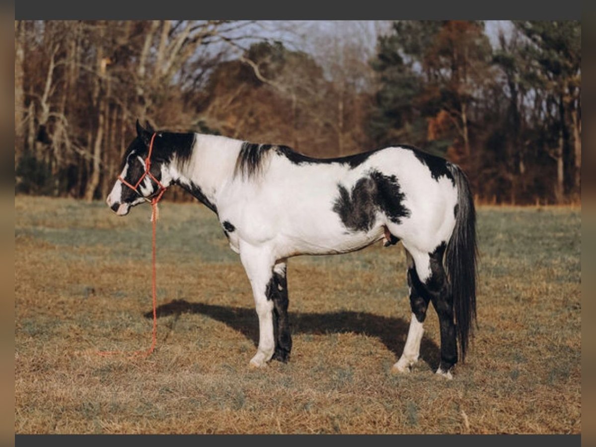 Paint Horse Caballo castrado 8 años 160 cm Pío in Frankfurt am Main