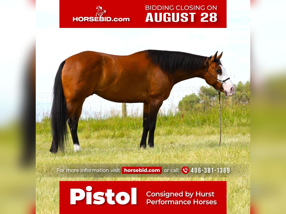 Paint Horse Caballo castrado 8 años 163 cm Castaño rojizo in Hamilton, MT
