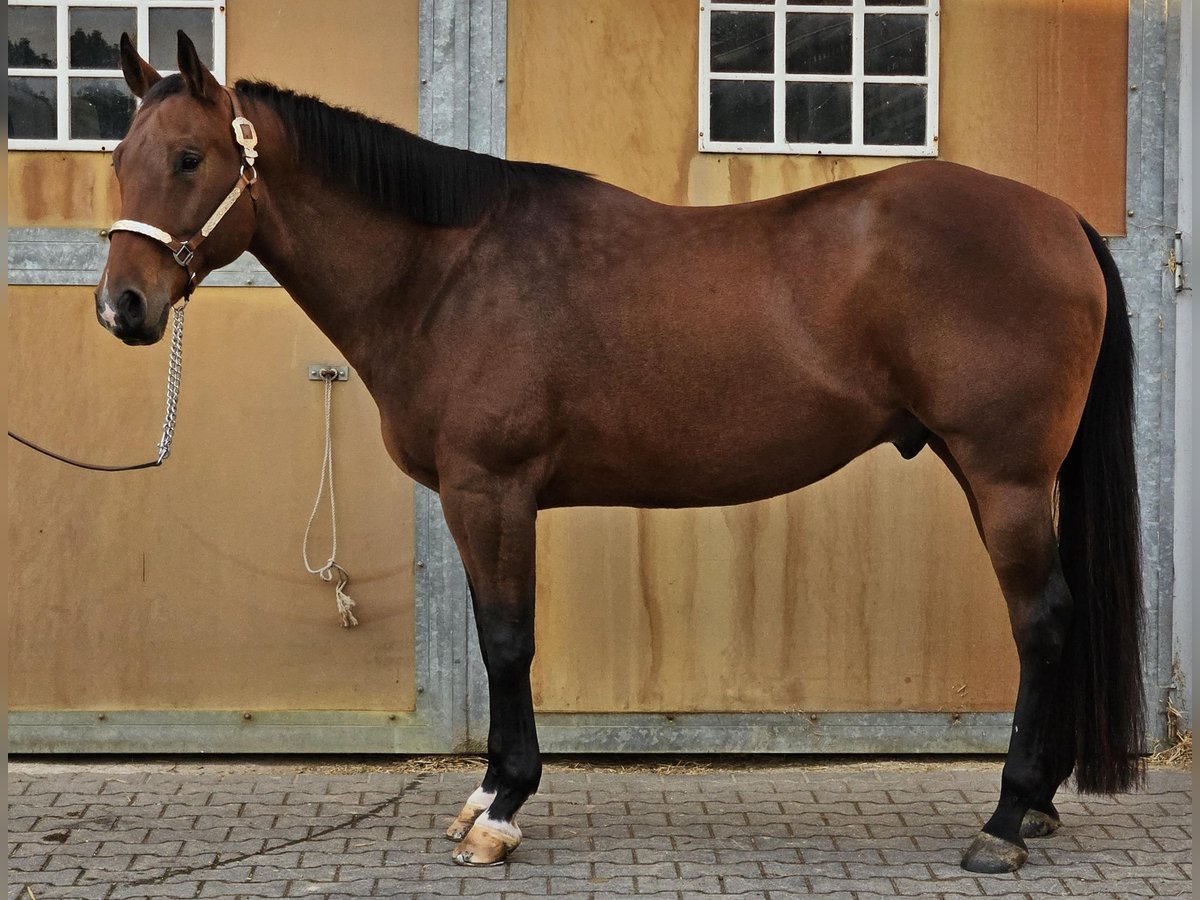 Paint Horse Caballo castrado 8 años 167 cm Castaño in Salzkotten