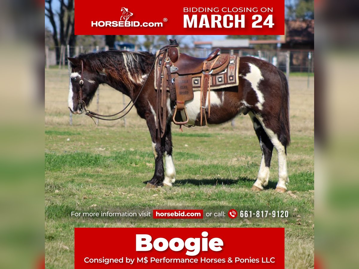 Paint Horse Caballo castrado 9 años 137 cm in Stephenville, TX