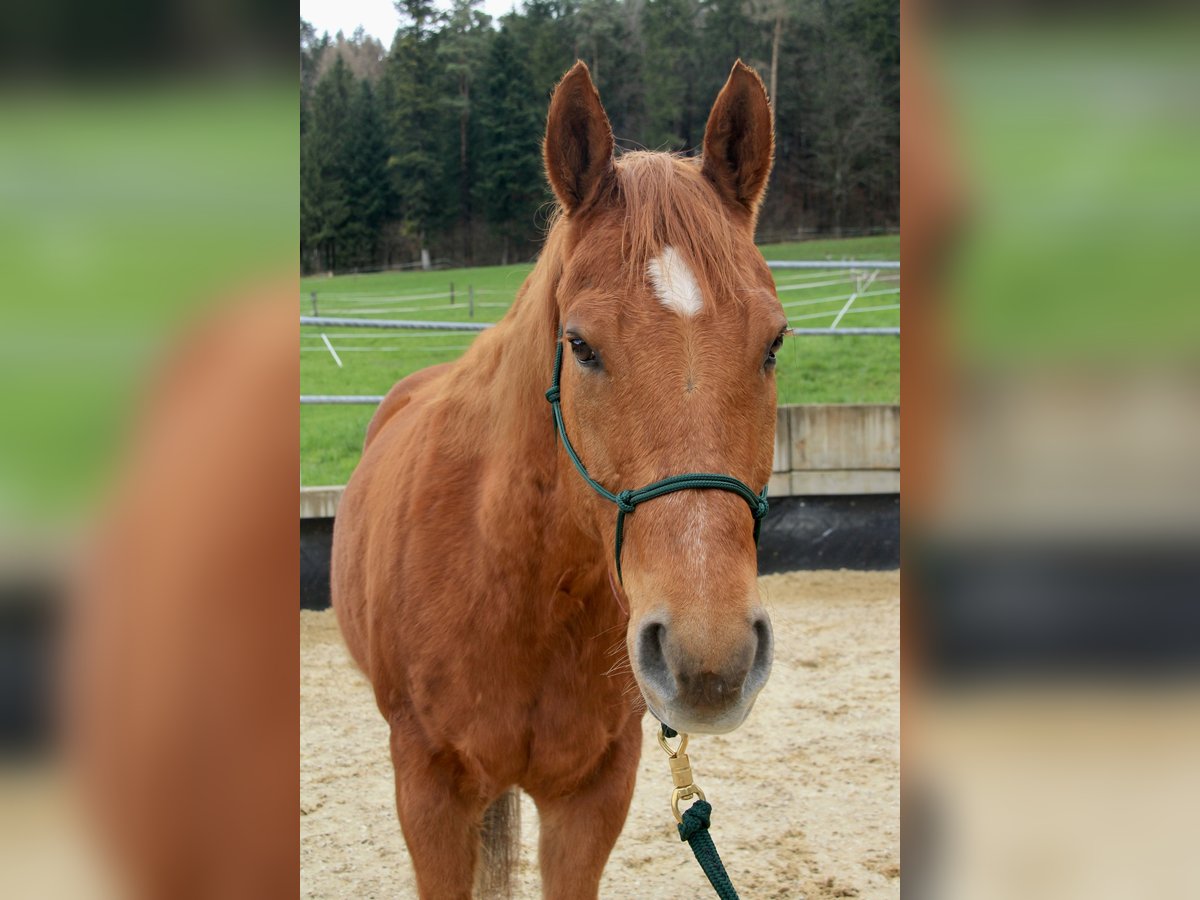 Paint Horse Caballo castrado 9 años 152 cm Alazán in Affoltern am Albis