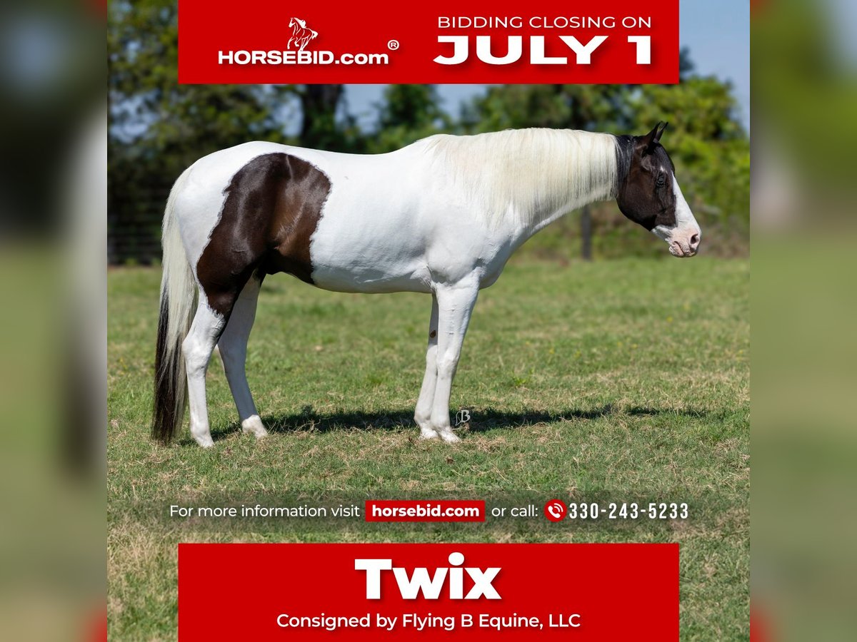 Paint Horse Caballo castrado 9 años 163 cm Tobiano-todas las-capas in Lufkin, TX