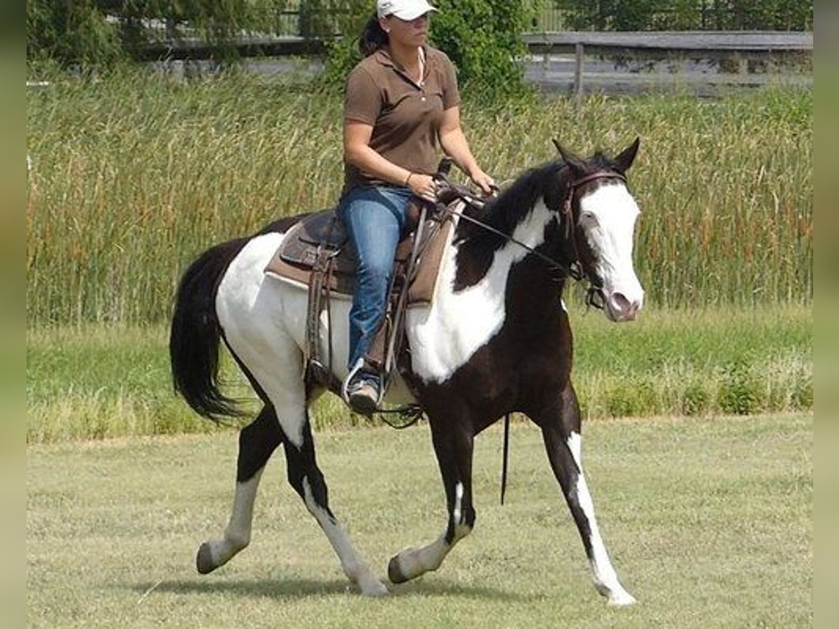 Paint Horse Caballo castrado 9 años 163 cm Tobiano-todas las-capas in Casper
