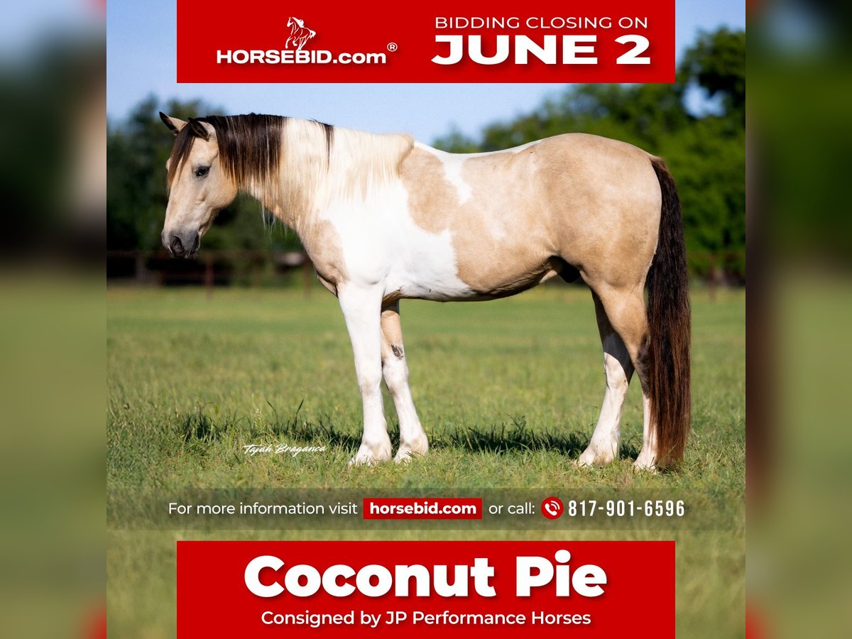 Paint Horse Castrone 10 Anni 147 cm in Weatherford, TX