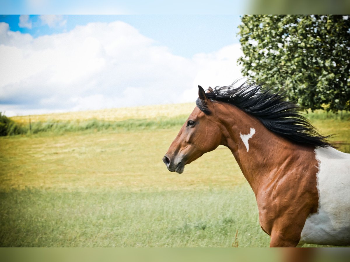 Paint Horse Castrone 10 Anni 156 cm Pezzato in Speichersdorf