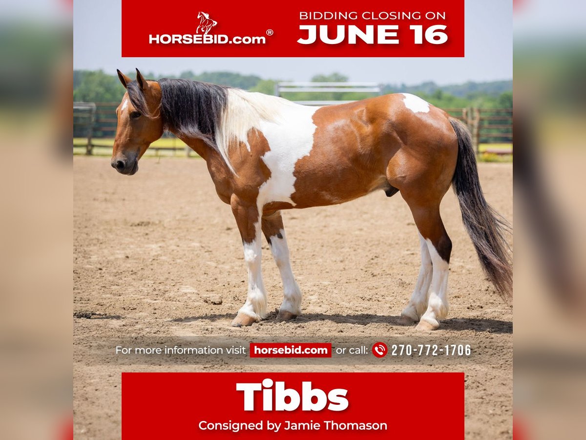 Paint Horse Mix Castrone 10 Anni 157 cm in Auburn, KY