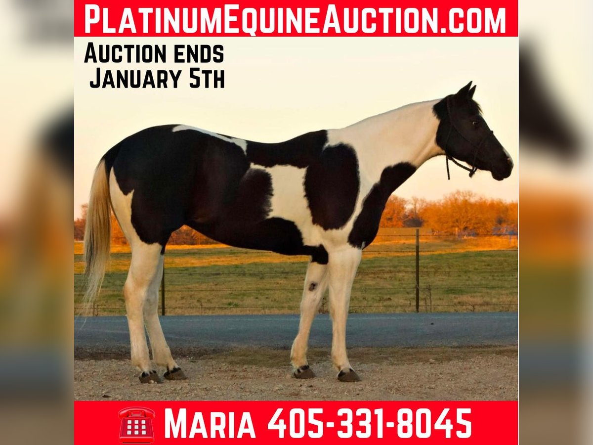 Paint Horse Castrone 10 Anni 157 cm Tobiano-tutti i colori in Terrell TX