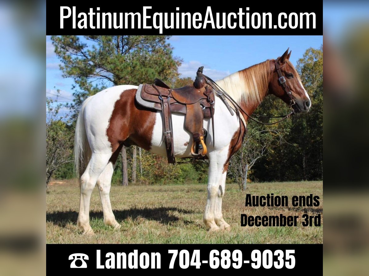 Paint Horse Castrone 10 Anni 163 cm Tobiano-tutti i colori in Cherryville NC