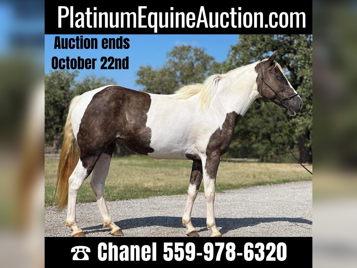 Paint Horse Castrone 11 Anni 135 cm Tobiano-tutti i colori in Byers TX