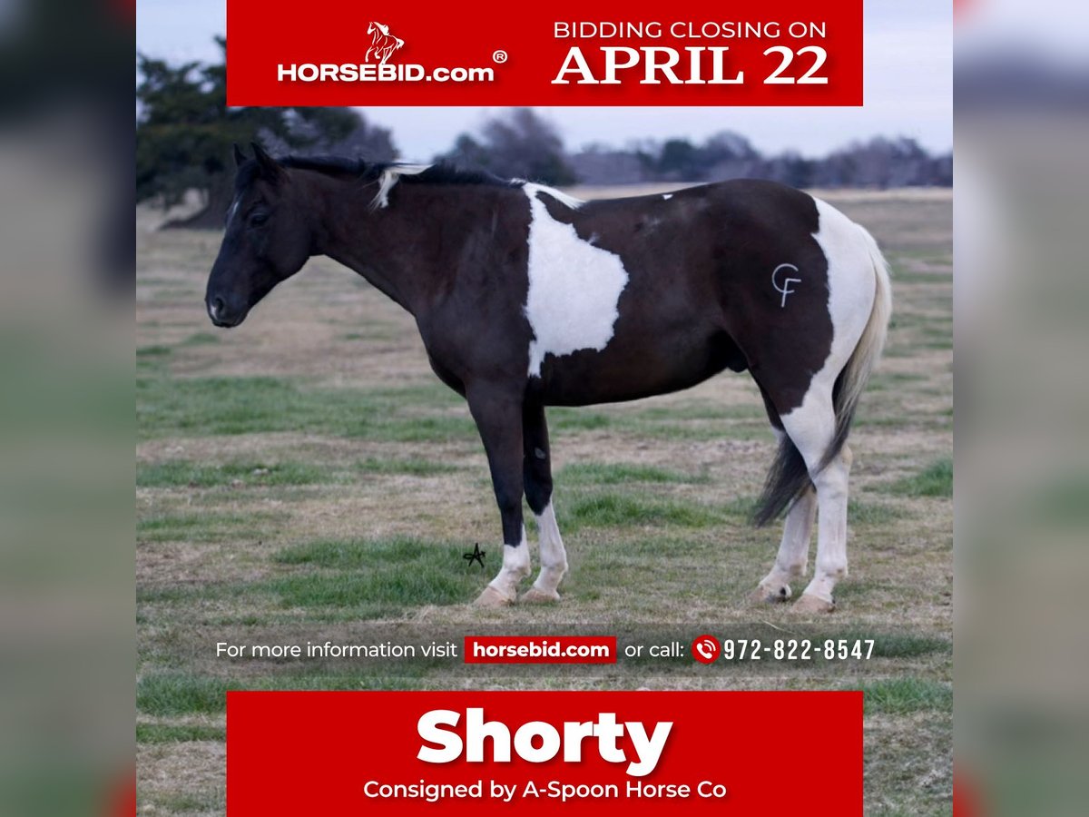 Paint Horse Castrone 11 Anni 140 cm in Kaufman, TX