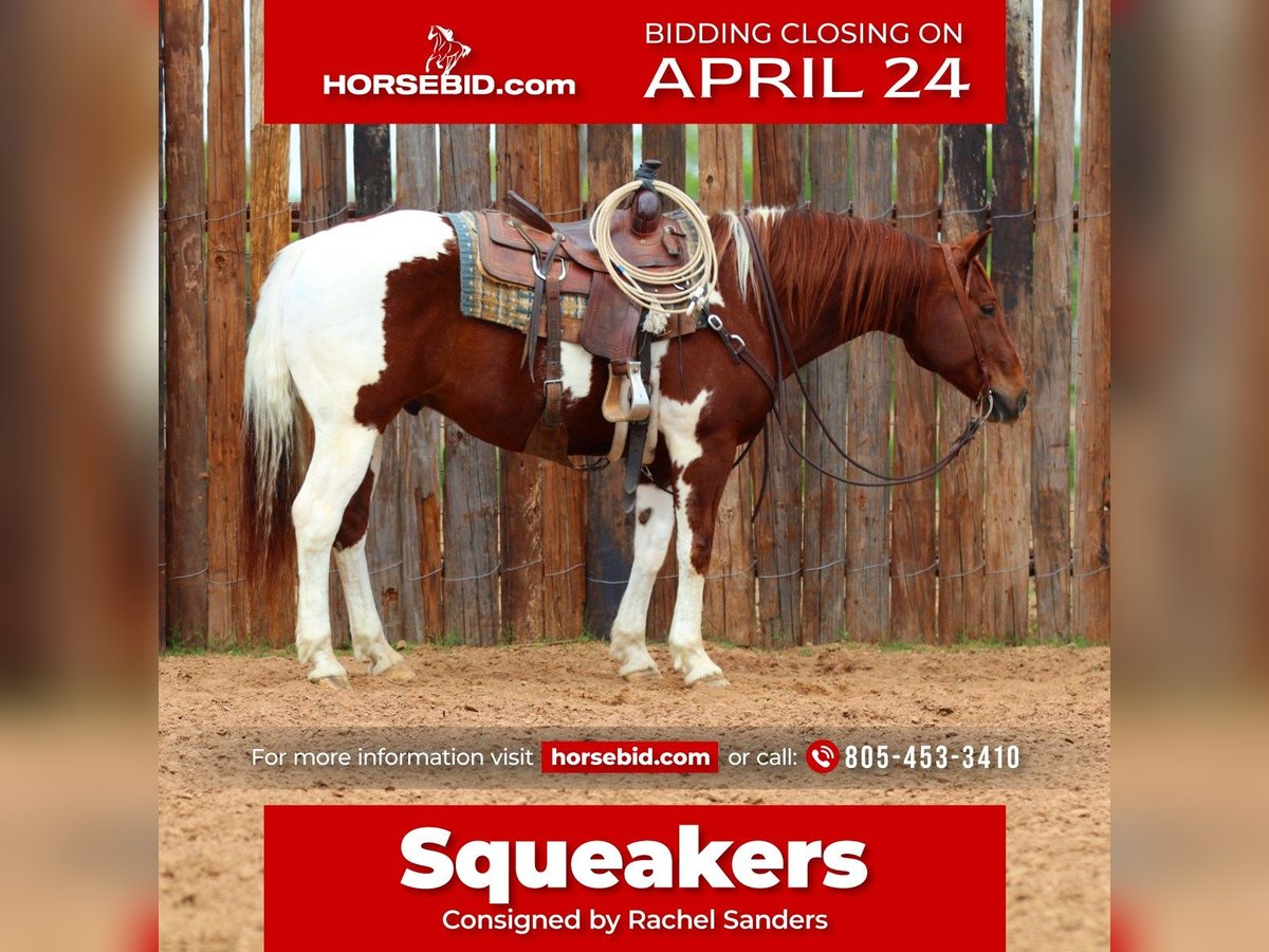 Paint Horse Castrone 11 Anni 152 cm in Joshua, TX