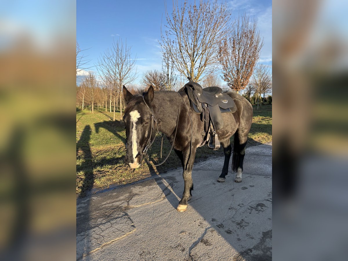 Paint Horse Castrone 11 Anni 155 cm in Bietigheim-Bissingen