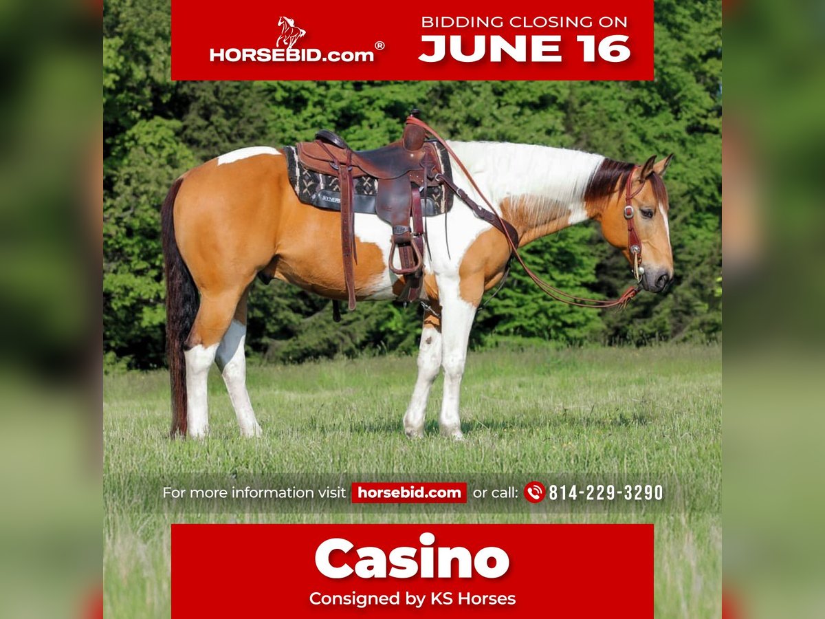 Paint Horse Castrone 11 Anni 155 cm in Clarion, PA