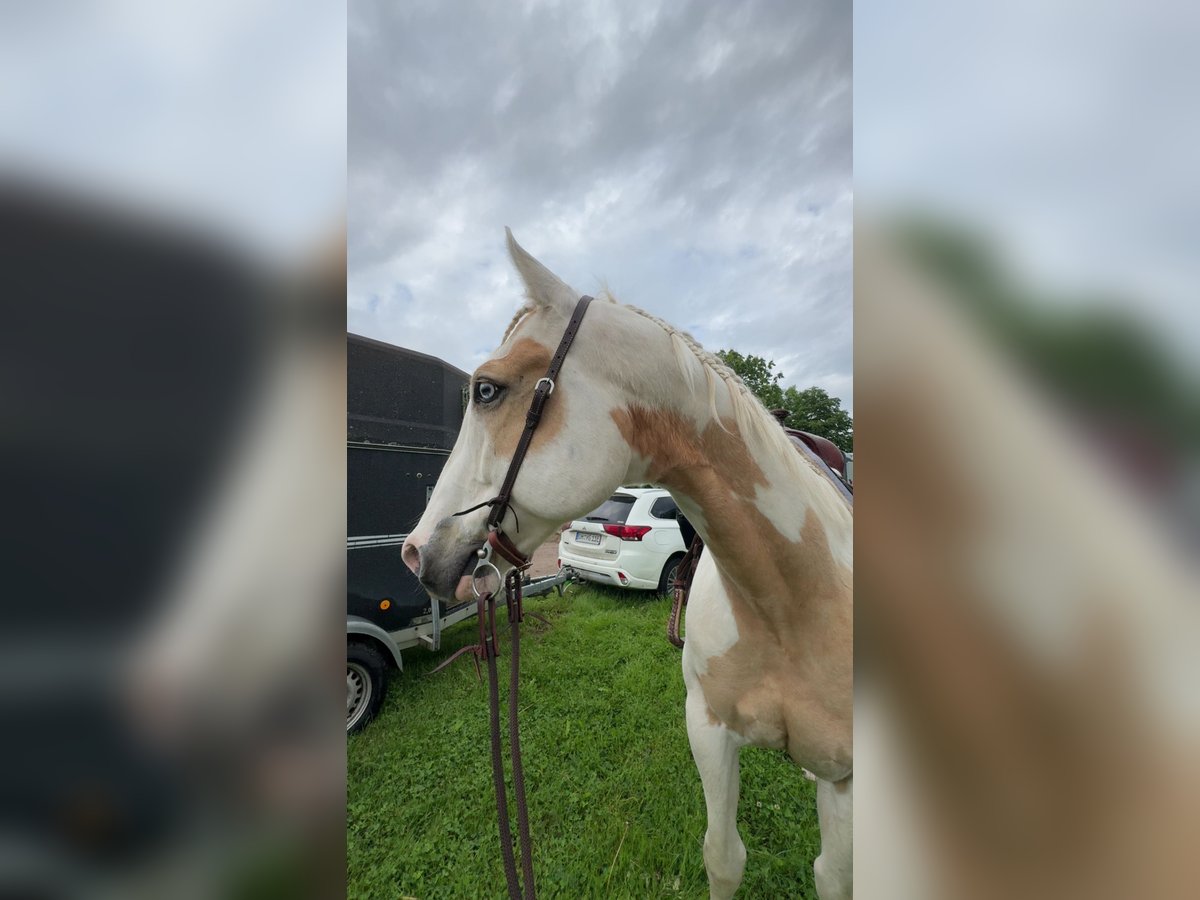 Paint Horse Castrone 11 Anni 162 cm Tobiano-tutti i colori in Lensahn