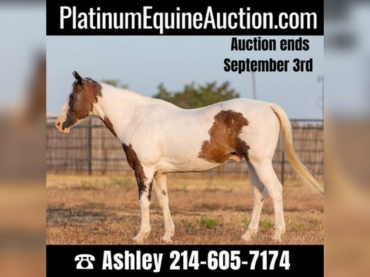 Paint Horse Castrone 12 Anni 152 cm Baio ciliegia in WEATHERFORD, TX