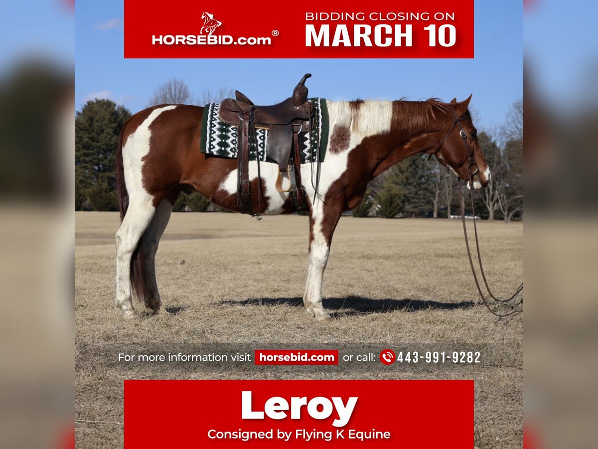 Paint Horse Castrone 12 Anni 157 cm Tobiano-tutti i colori in Westminster, MD