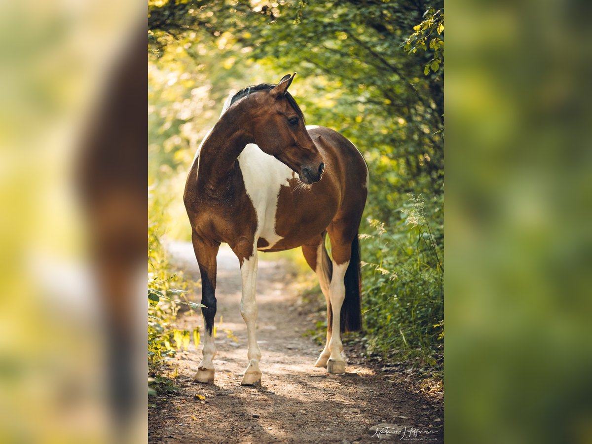 Paint Horse Mix Castrone 13 Anni 155 cm Pezzato in TrierTrier