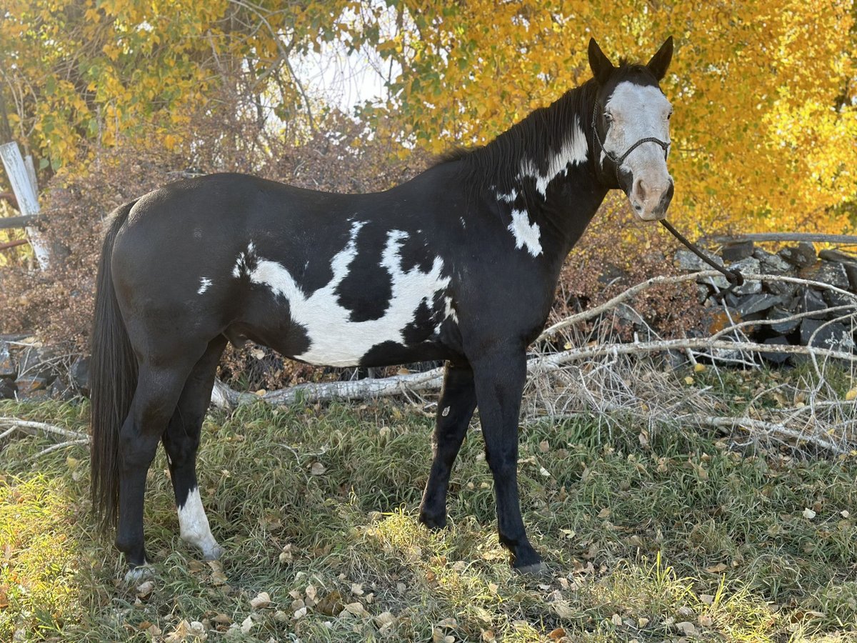 Paint Horse Castrone 13 Anni in Manchester