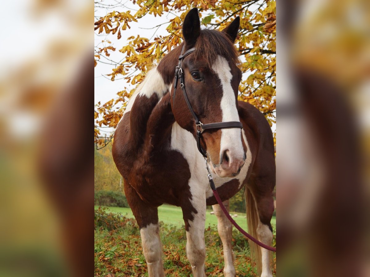 Paint Horse Mix Castrone 18 Anni 162 cm Pezzato in Illingen