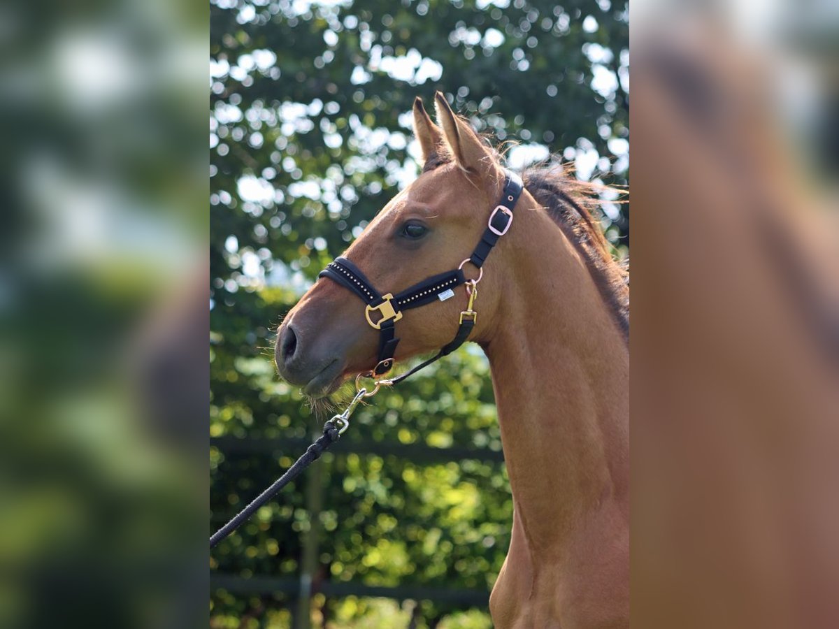 Paint Horse Castrone 1 Anno 150 cm Baio in Hellenthal