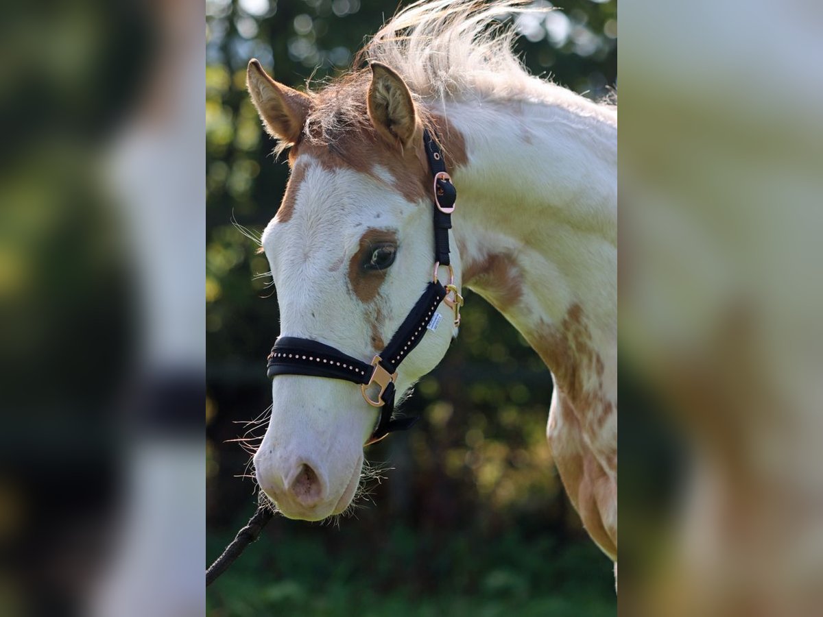 Paint Horse Castrone 2 Anni 150 cm Overo-tutti i colori in Hellenthal