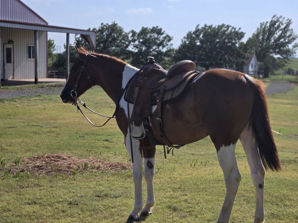 Paint Horse Castrone 2 Anni 152 cm Overo-tutti i colori in Augusta