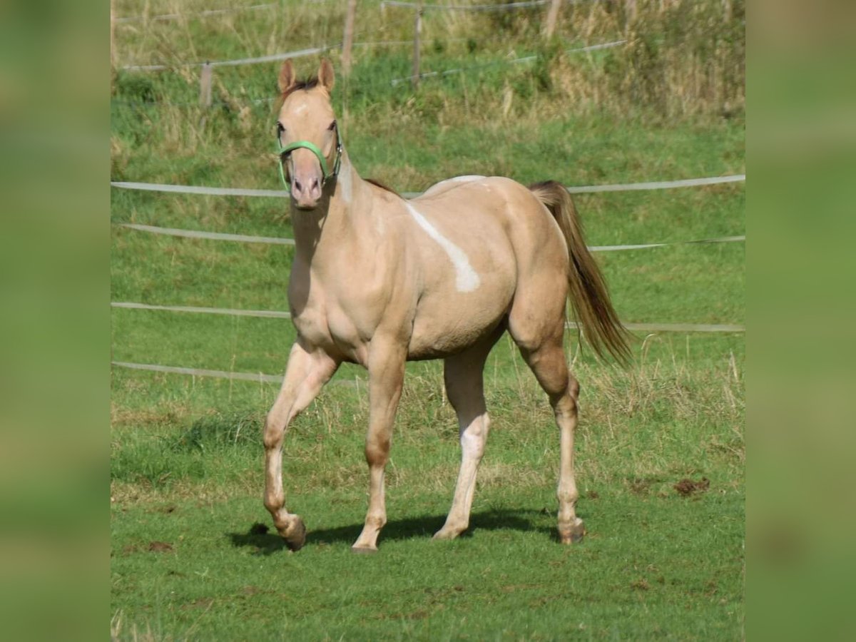 Paint Horse Castrone 2 Anni 156 cm Champagne in Buchbach