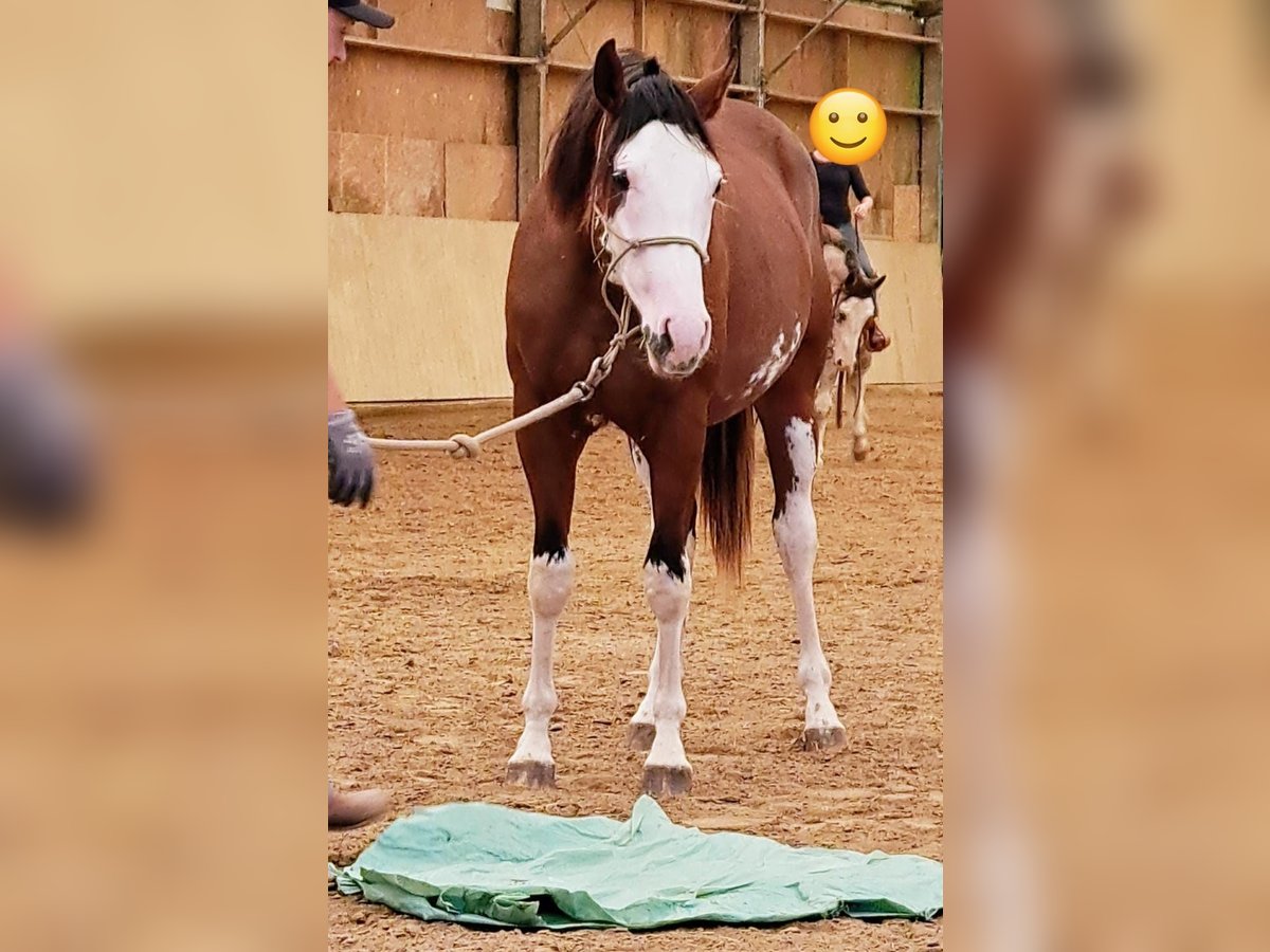 Paint Horse Castrone 2 Anni 160 cm Baio in Pranzing