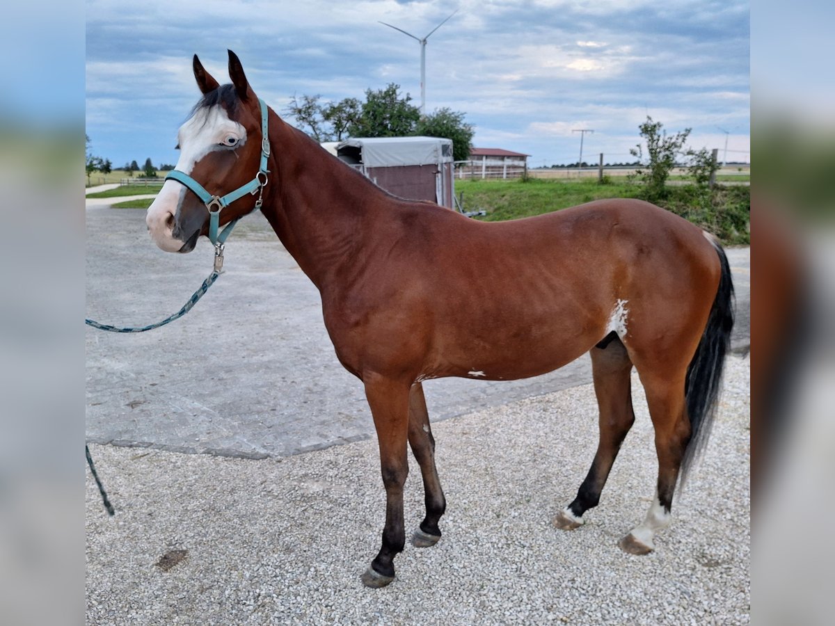 Paint Horse Castrone 2 Anni in Steinheim am Albuch