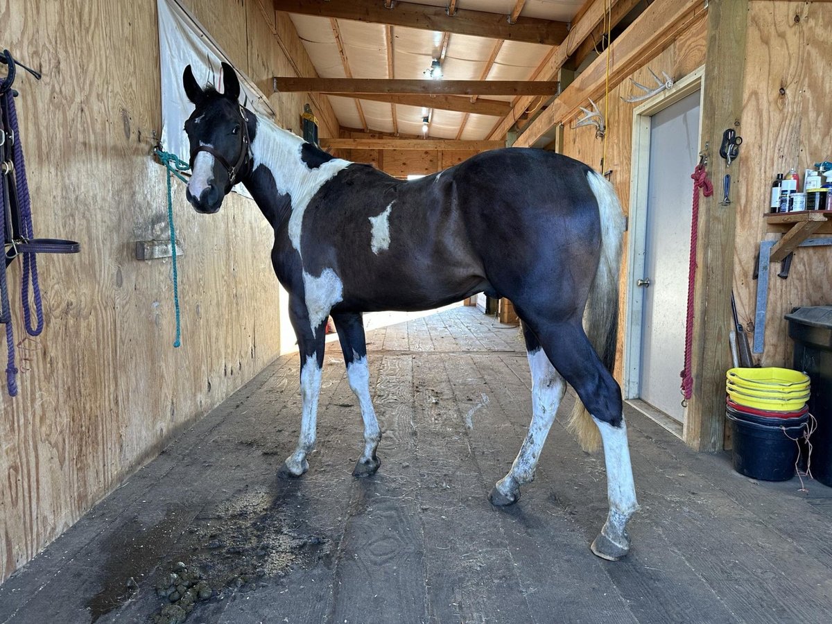 Paint Horse Castrone 2 Anni in Bernalillo