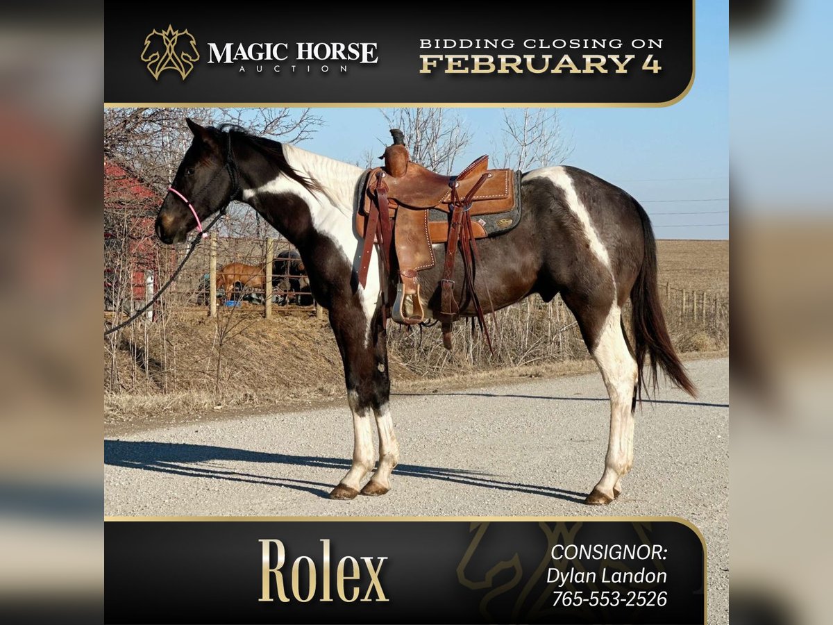 Paint Horse Mix Castrone 3 Anni 152 cm Roano blu in Van Horne