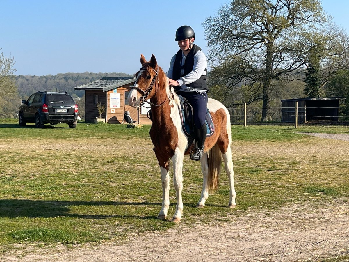 Paint Horse Castrone 3 Anni 155 cm Tobiano-tutti i colori in Sylvains Les Moulins