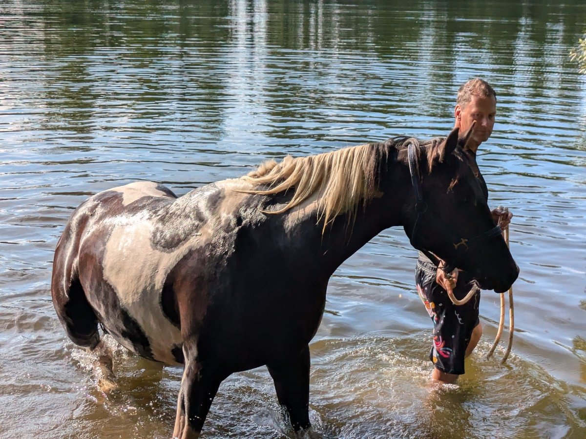 Paint Horse Mix Castrone 3 Anni 157 cm Pezzato in Wiendorf